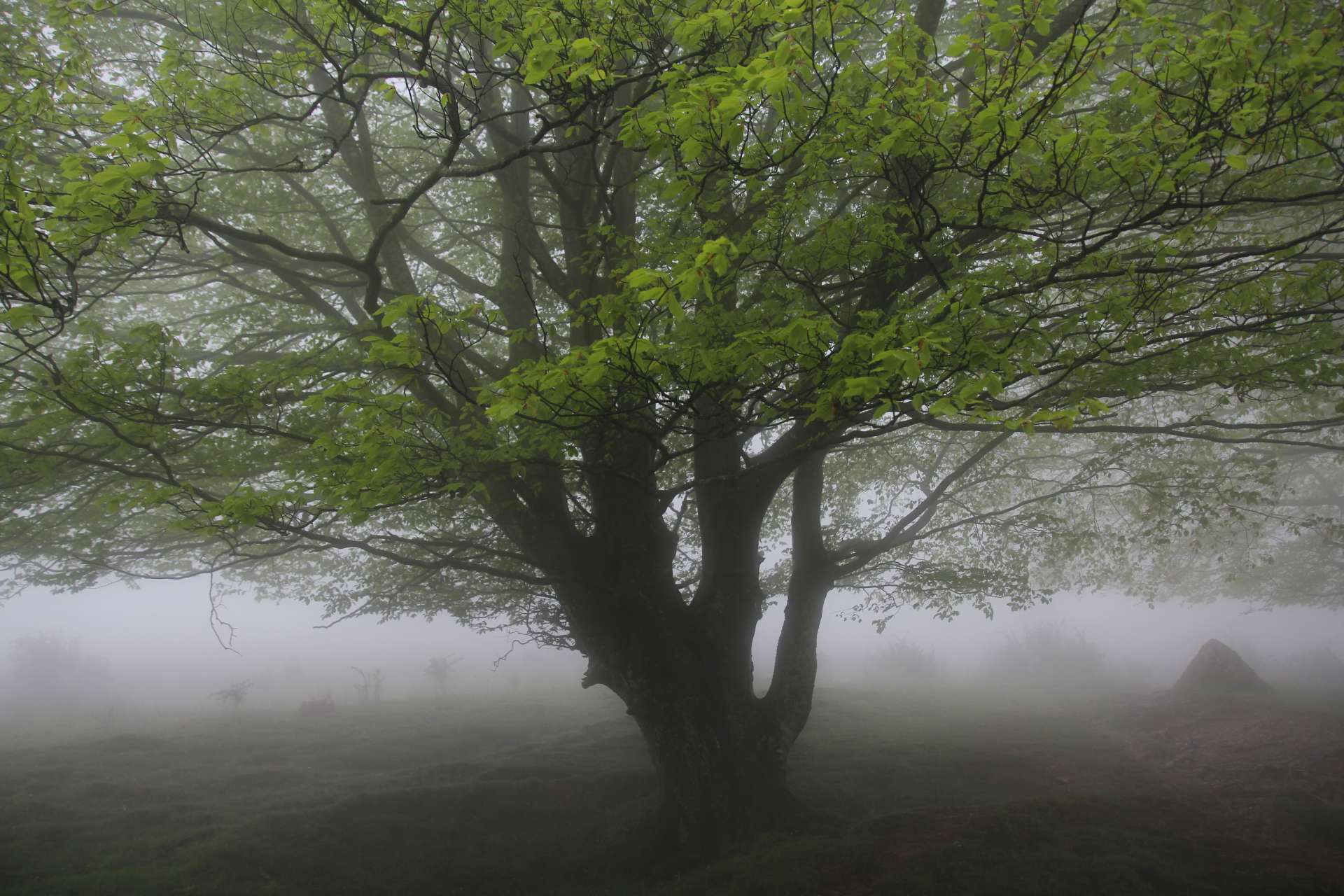 Figuración para vídeo